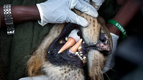 A Kenya Wildlife Service team take measurements of a male lion’s teeth while they prepare to fit the animal with a GPS tracking collar in Nairobi National Park. (AP)