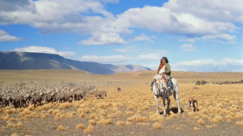 Gaucho ar gefn ceffyl yn gyrru defaid ar y pampas yn Ariannin