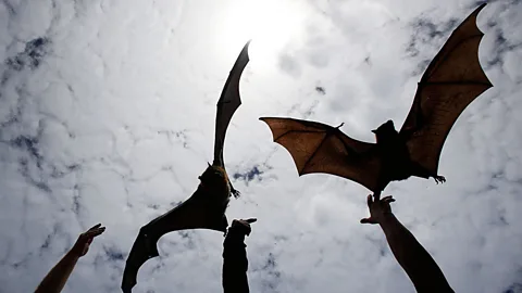 Grey-headed flying fox, or fruitbats, take flight at Centennial Park in Sydney. (AP)
