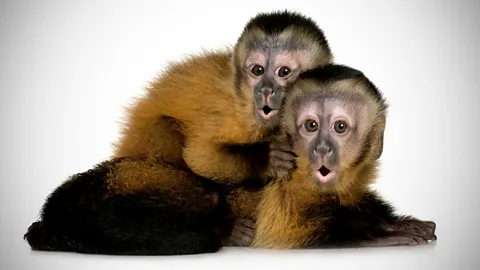Even Monkeys Can Beat The Market. Really?
