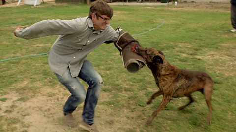 BBC Two - Louis Theroux's LA Stories, City of Dogs