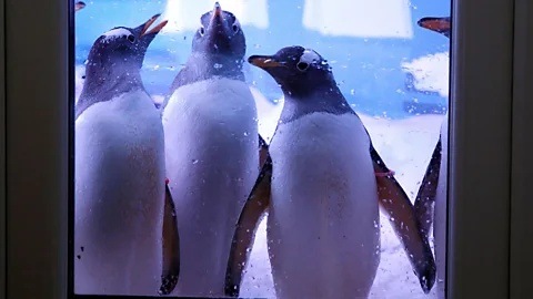 Gentoo penguins at the start of their breeding seasons at the Sea Life London Aquarium. (PA Wire)