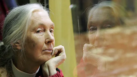 Goodall faced condescension and controversy when she announced her initial findings (Getty Images)