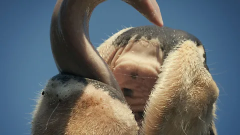 Holstein Friesians account for 90% of dairy cattle raised in the US (Getty Images)