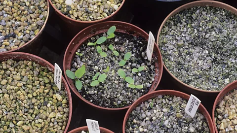 Some crop plants are becoming endangered because modern agriculture encourages farmers to focus just on the fastest-growing breeds (Thinkstock)