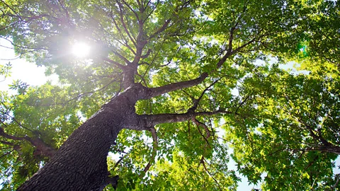 New York is expected to gain more than a million new trees in the next few years (Getty Images)