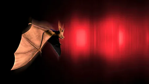 Bats navigate by echolocation; some blind people can too, by clicking their mouth and listening to the echo (SPL)