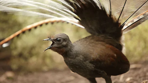 An Australian bird that mimics the sound of a chainsaw