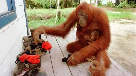 An orangutan at Camp Leakey, in Borneo (Paula Bronstein/Getty)