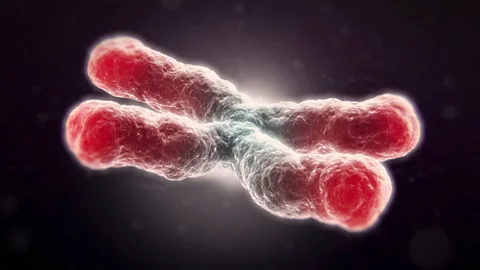 Telomeres, the protective ends of chromosomes, are linked to ageing of cells (Science Photo Library)