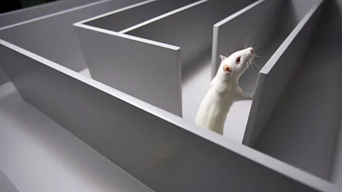 Researchers were able to reconstruct rats navigating a maze in their dreams (SPL)