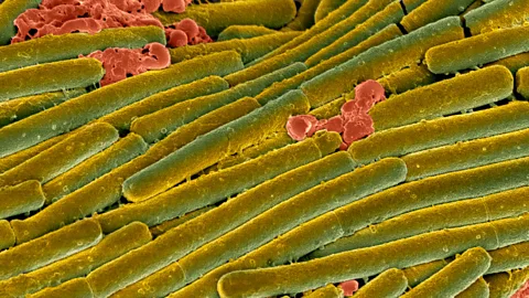 Clostridium difficile causes diarrhoea linked to 14,000 deaths each year in the US alone (Science Photo Library)