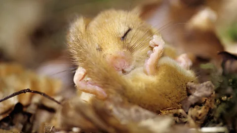 A dormouse in torpor. It will spend up to three quarters of its life asleep, hibernating (Science Photo Library)