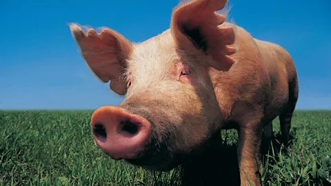 The value of pigs may rise if demand increases for their organs (Thinkstock)