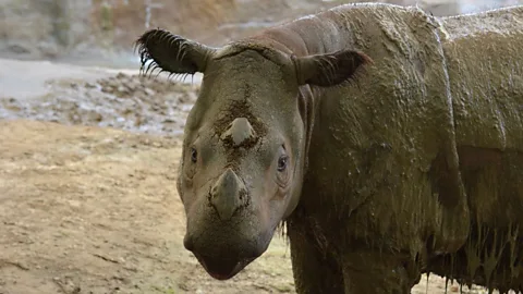 Suci the rhino was meant to be the saviour of her species, but she died too early (Michelle Curley)