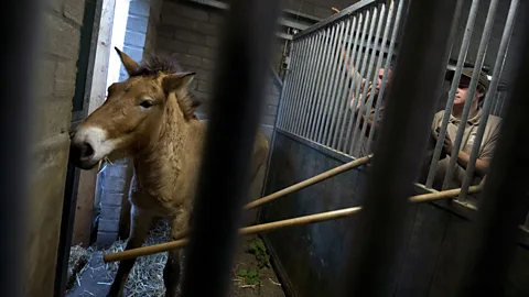 A Przewalski's horse during transport to a wildlife park, where it will live before returning to the wild (AFP/Getty Images)