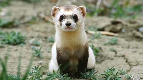 A black-footed ferret, a species successfully returned to its natural habitat from captivity (SPL)