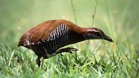 A Guam rail, a strong contender for the world's rarest animal (SPL)