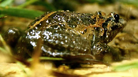 Wildlife biologists thought the Hula painted frog was extinct until it turned up in Israel after 50 years without a sighting (Wikimedia Commons)