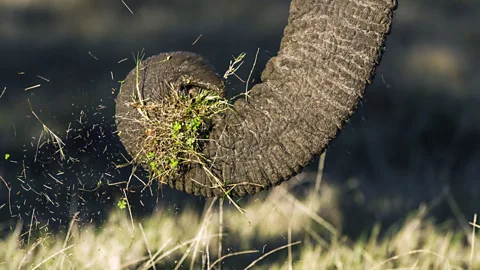 Population numbers of African elephants can be counted by flying overhead (SPL)