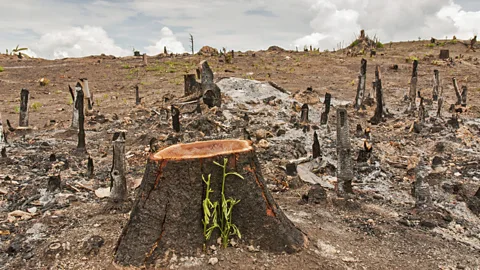 Deforestation may have rendered a beetle or fungi exceedly rare - but without us realising (Thinkstock)