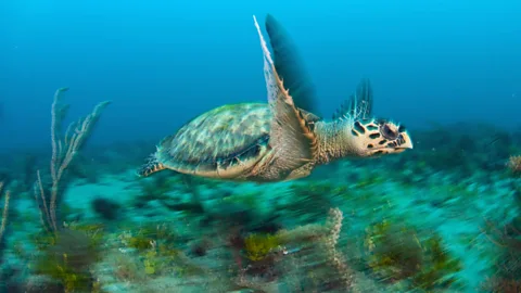 The Hawksbill turtle is considered critically endangered, but its total population is in the thousands (SPL)