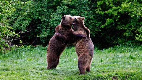 Two brown bears embrace inside an enclosure at a bear park in Zarnesti, central Romania. The bears are some of many rescued from roadside stalls or restaurants. (Reuters)