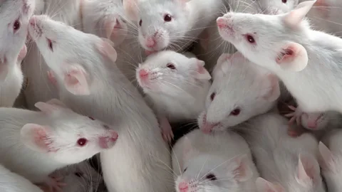 Mice on restricted diets live longer (SPL)