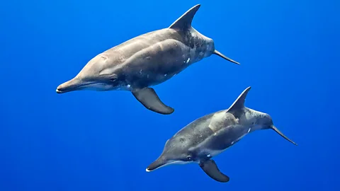 Rough-toothed dolphins have been observed supping on a pufferfish toxin...but is it recreational drug use? (Science Photo Library)