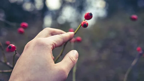 Languages can contain vital knowledge - the names of berries can convey whether they're poisonous, for example (Thinkstock)