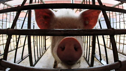 Many activists, consumers and lawmakers believe pigs should be able to move around freely in their pens (Getty Images)