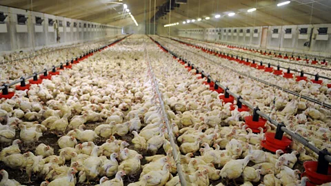 Chickens can be bred to be less aggressive - could other animals too? (Getty Images)