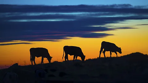 One example of how our genes have changed since prehistoric times is lactase persistence, which has allowed adults to tolerate milk. (Thinkstock)