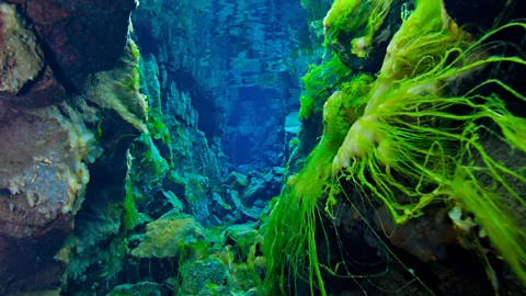 Silfra's fluorescent green algae. (Stocktrek Images/Getty)