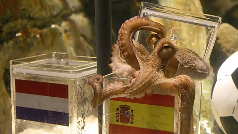Who could forget Paul the octopus and his ability to predict the winners in the 2010 World Cup? (Getty Images)