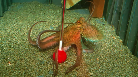 Tests have shown that octopuses have a good memory, can recognise colours and shapes, and can think through puzzles. (Getty Images)