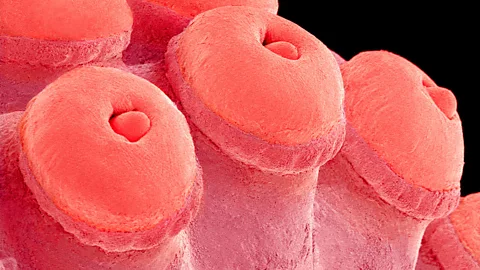 Octopus suckers have chemoreceptors that allow an octopus to taste what it is touching. (Science Photo Library)