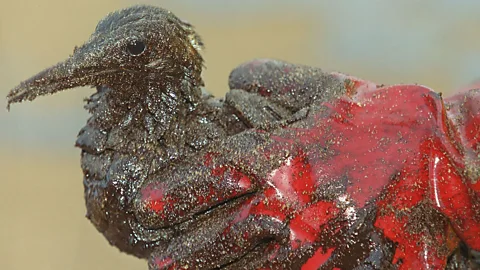 ...our neglect of nature? (Getty Images)