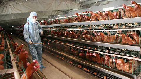 ...our treatment of animals as a source of food? (Getty Images)