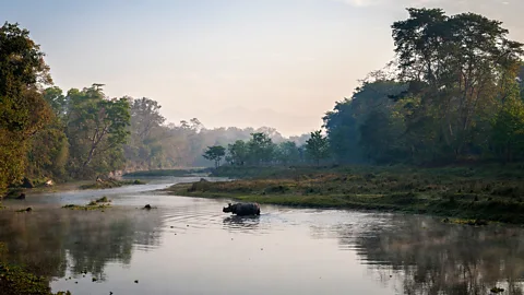 A wild rhinoceros crosses the river in Nepal's Chitwan National Park. (Jacek Kadaj/Getty)