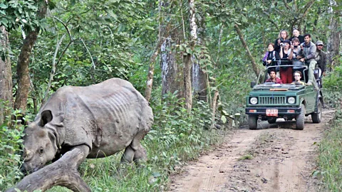 A Jeep of tourists happens on one of the enormous, yet elusive, creatures. (Nellie Huang)