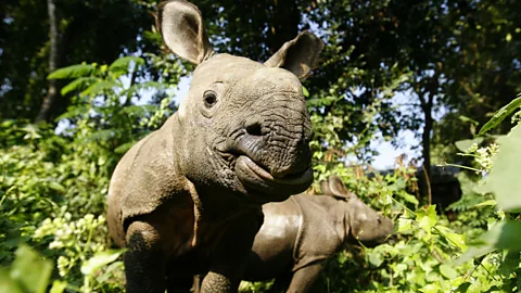 Nepal, Chitwan, rhinos