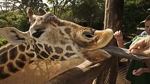 A Rothschild giraffe being fed at the Nairobi Giraffe Center. (Getty Images)