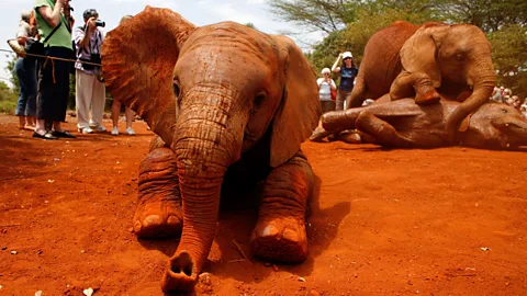 Baby elephants play at the David Sheldrick Wildlife Trust elephant orphange. (Getty Images)