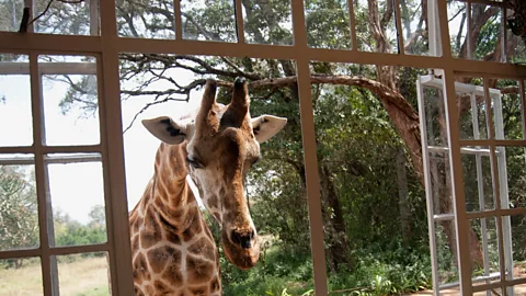 Giraffe Manor, Nairobi