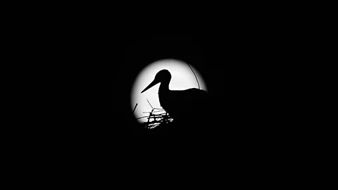 A stork silhouetted against the Supermoon in Arriate, in the southern Spanish region of Malaga. The Moon appeared larger than usual due to its proximity to Earth. (Reuters)