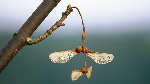 Sycamore maple seed