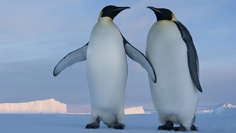 two king penguins.