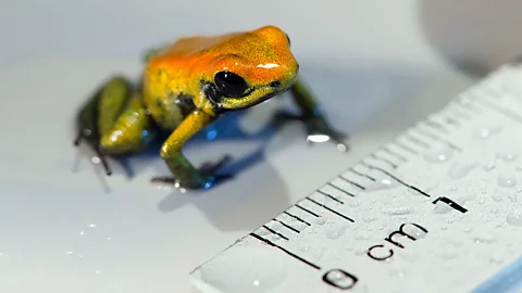 A 1cm-wide poison dart frog is measured at the Sealife London Aquarium as part of an annual health check of all their 6,600 animals (Mikael Buck/Sealife London Aquarium/PA Wire)