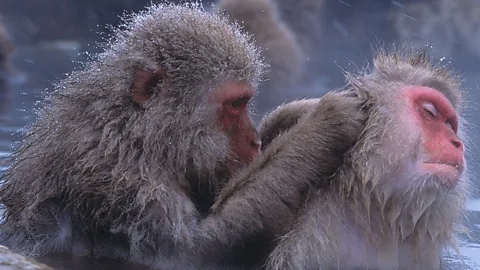 Sometimes animal grooming behaviours closely resemble our own. These snow monkeys are taking a bath in the hot springs of Japan (Science Photo Library)